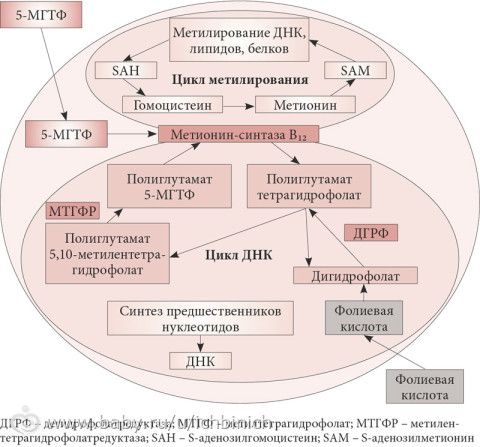 Роль фолатов в развитии осложнений беременности при полиморфизме MTHFR