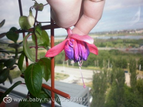 фуксия зацвела!!!
