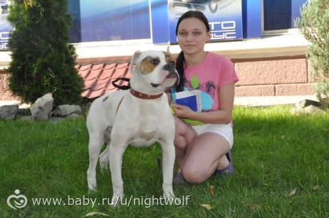 Мои впечатления о собаке