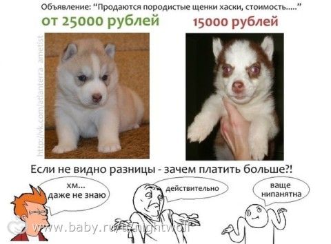 Как зарабатывают на щенках!